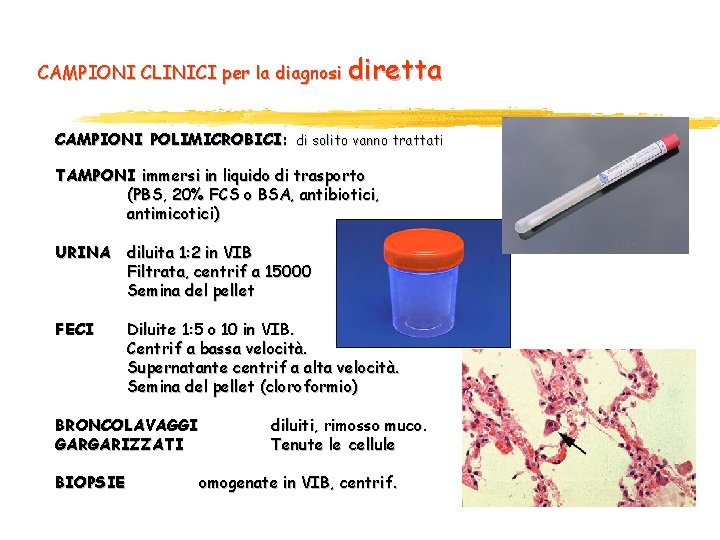 CAMPIONI CLINICI per la diagnosi diretta CAMPIONI POLIMICROBICI: di solito vanno trattati TAMPONI immersi CAMPIONI CLINICI per la diagnosi diretta CAMPIONI POLIMICROBICI: di solito vanno trattati TAMPONI immersi