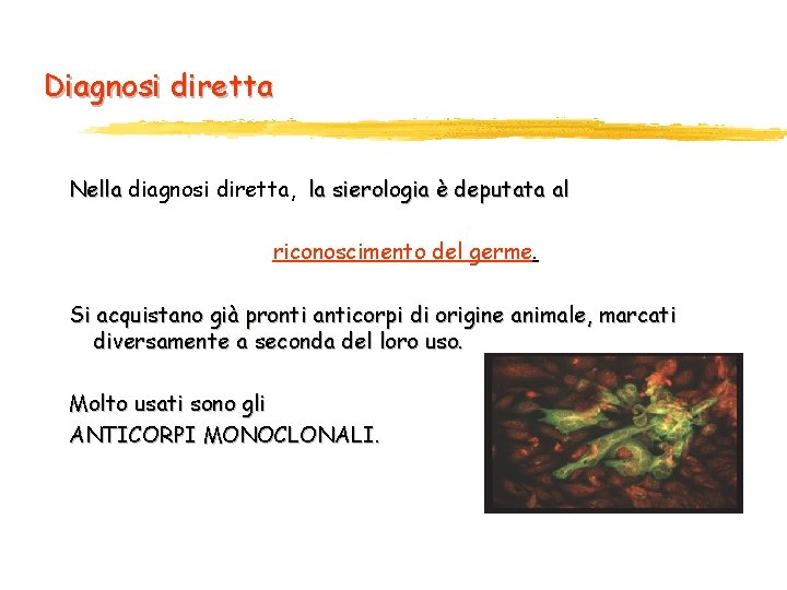 Diagnosi diretta Nella diagnosi diretta, la sierologia è deputata al riconoscimento del germe. Si Diagnosi diretta Nella diagnosi diretta, la sierologia è deputata al riconoscimento del germe. Si