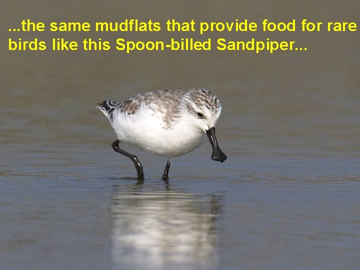 . . . the same mudflats that provide food for rare birds like this