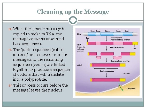 Cleaning up the Message When the genetic message is copied to make m. RNA,