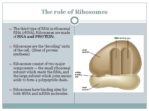 The role of Ribosomes The third type of RNA is ribosomal RNA (r. RNA).