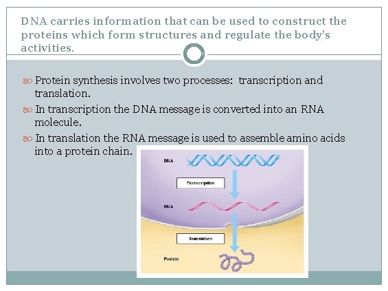 DNA carries information that can be used to construct the proteins which form structures