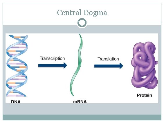 Central Dogma 