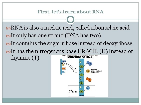 First, let’s learn about RNA is also a nucleic acid, called ribonucleic acid It
