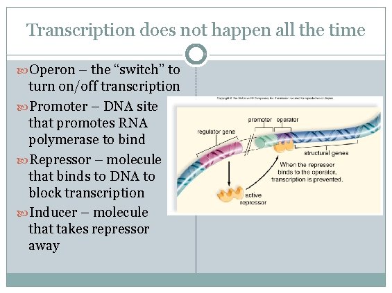 Transcription does not happen all the time Operon – the “switch” to turn on/off