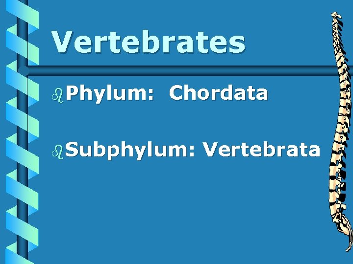 Vertebrates b. Phylum: Chordata b. Subphylum: Vertebrata 