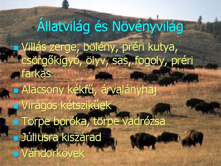 Állatvilág és Növényvilág Villás zerge, bölény, préri kutya, csörgőkígyó, ölyv, sas, fogoly, préri farkas Állatvilág és Növényvilág Villás zerge, bölény, préri kutya, csörgőkígyó, ölyv, sas, fogoly, préri farkas