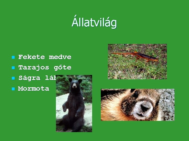 Állatvilág n n Fekete medve Tarajos gőte Ságra lábú béka Mormota Állatvilág n n Fekete medve Tarajos gőte Ságra lábú béka Mormota