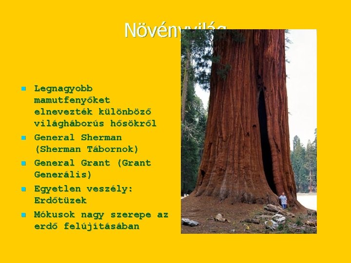 Növényvilág n n n Legnagyobb mamutfenyőket elnevezték különböző világháborús hősökről General Sherman (Sherman Tábornok) Növényvilág n n n Legnagyobb mamutfenyőket elnevezték különböző világháborús hősökről General Sherman (Sherman Tábornok)