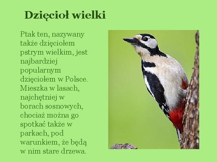 Dzięcioł wielki Ptak ten, nazywany także dzięciołem pstrym wielkim, jest najbardziej popularnym dzięciołem w