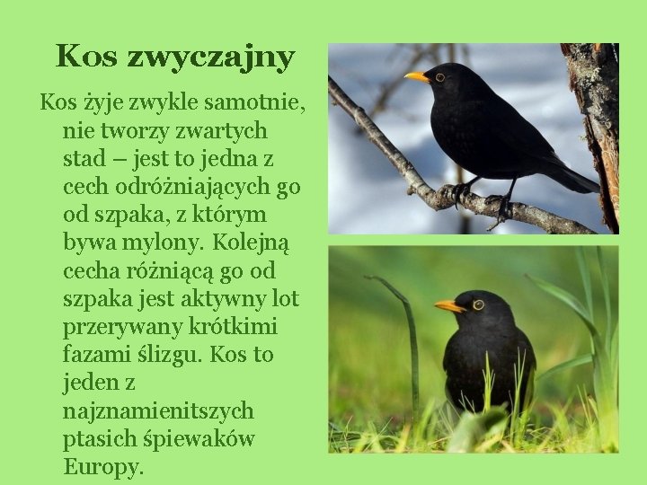 Kos zwyczajny Kos żyje zwykle samotnie, nie tworzy zwartych stad – jest to jedna