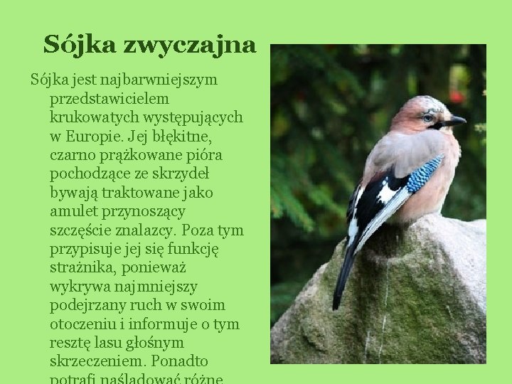Sójka zwyczajna Sójka jest najbarwniejszym przedstawicielem krukowatych występujących w Europie. Jej błękitne, czarno prążkowane