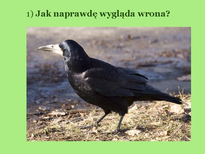 1) Jak naprawdę wygląda wrona? 