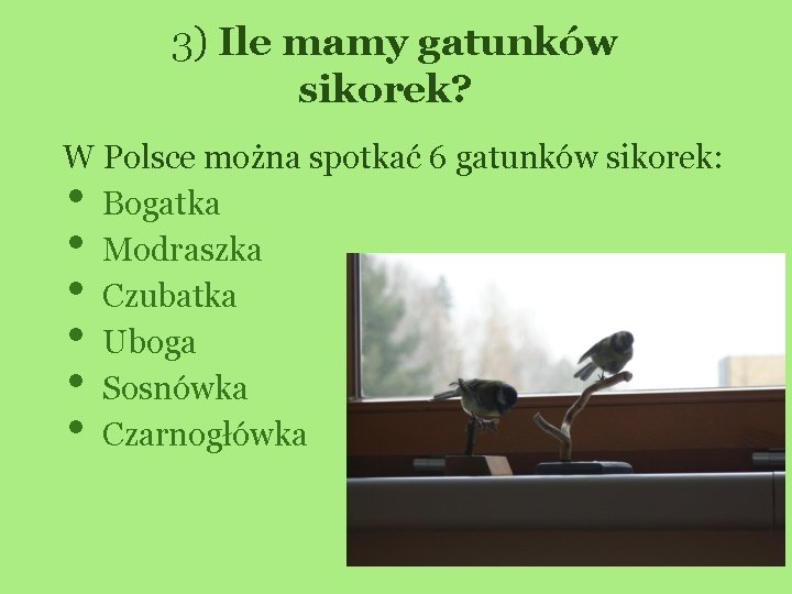 3) Ile mamy gatunków sikorek? W Polsce można spotkać 6 gatunków sikorek: Bogatka Modraszka