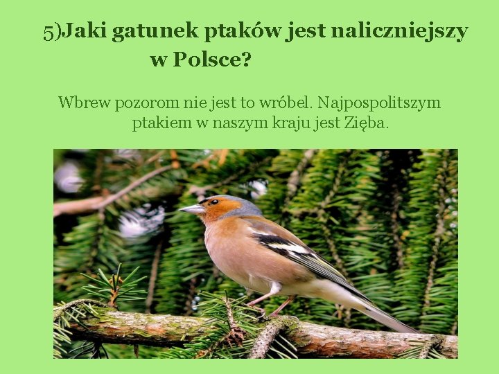 5)Jaki gatunek ptaków jest naliczniejszy w Polsce? Wbrew pozorom nie jest to wróbel. Najpospolitszym