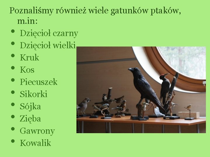 Poznaliśmy również wiele gatunków ptaków, m. in: Dzięcioł czarny Dzięcioł wielki Kruk Kos Piecuszek