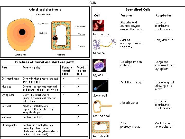 Cells Animal and plant cells Specialised Cells Cell Function Adaptation Absorbs and carries oxygen