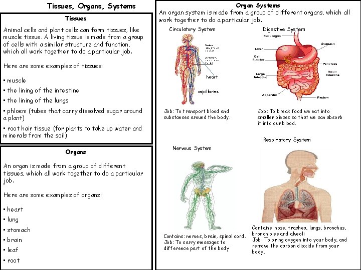 Tissues, Organs, Systems Tissues Animal cells and plant cells can form tissues, like muscle