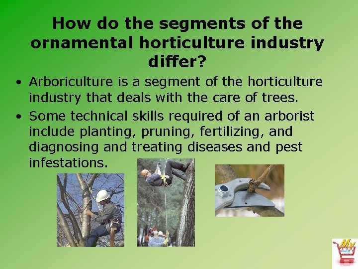 How do the segments of the ornamental horticulture industry differ? • Arboriculture is a