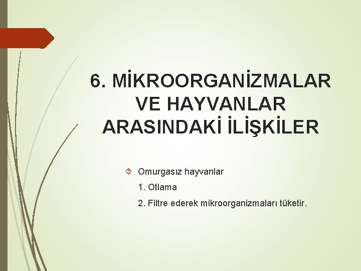 6. MİKROORGANİZMALAR VE HAYVANLAR ARASINDAKİ İLİŞKİLER Omurgasız hayvanlar 1. Otlama 2. Filtre ederek mikroorganizmaları