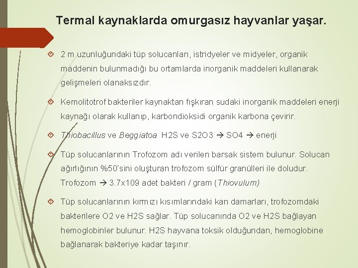 Termal kaynaklarda omurgasız hayvanlar yaşar. 2 m uzunluğundaki tüp solucanları, istridyeler ve midyeler, organik