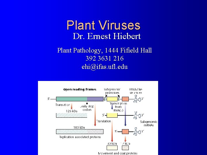 Plant Viruses Dr. Ernest Hiebert Plant Pathology, 1444 Fifield Hall 392 3631 216 ehi@ifas.
