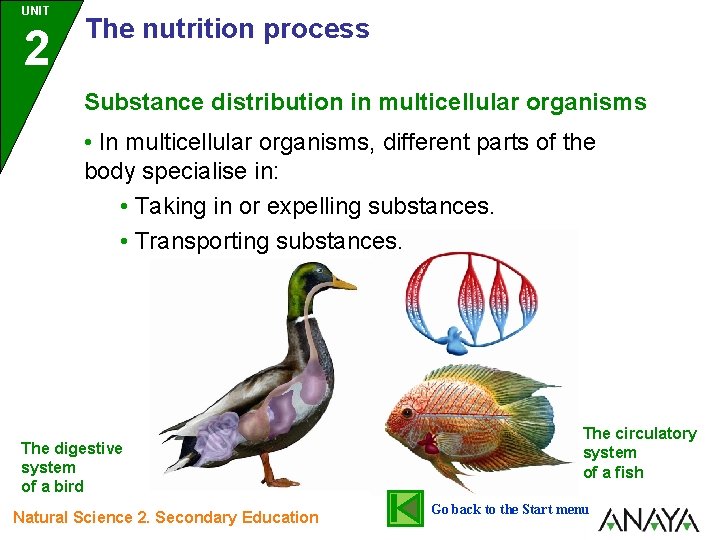 UNIT 2 The nutrition process Substance distribution in multicellular organisms • In multicellular organisms,