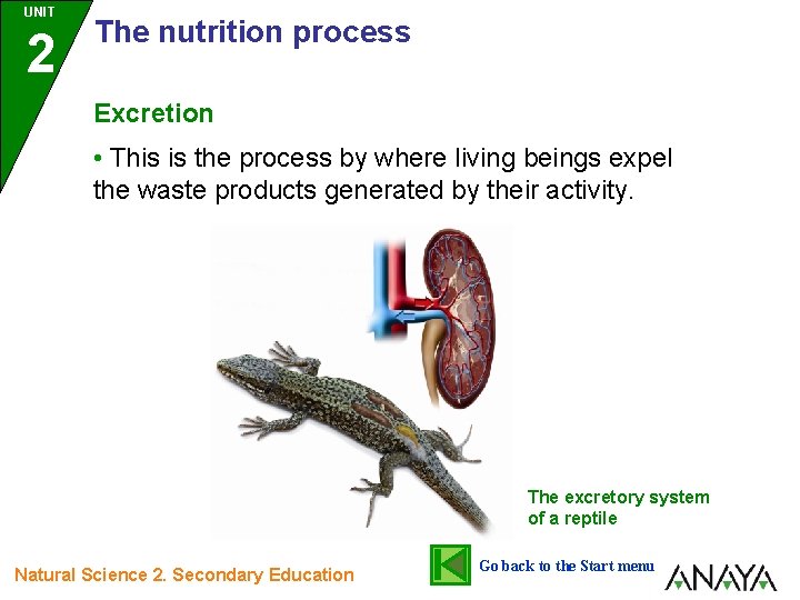 UNIT 2 The nutrition process Excretion • This is the process by where living