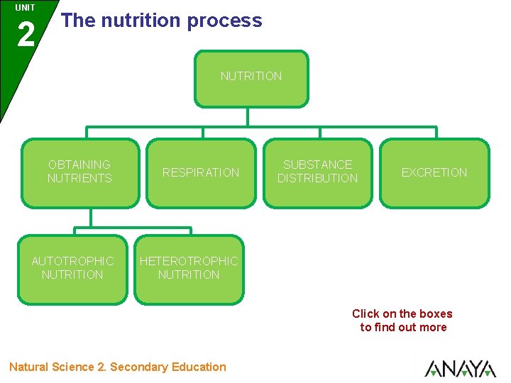 UNIT 2 The nutrition process NUTRITION OBTAINING NUTRIENTS RESPIRATION AUTOTROPHIC NUTRITION HETEROTROPHIC NUTRITION SUBSTANCE