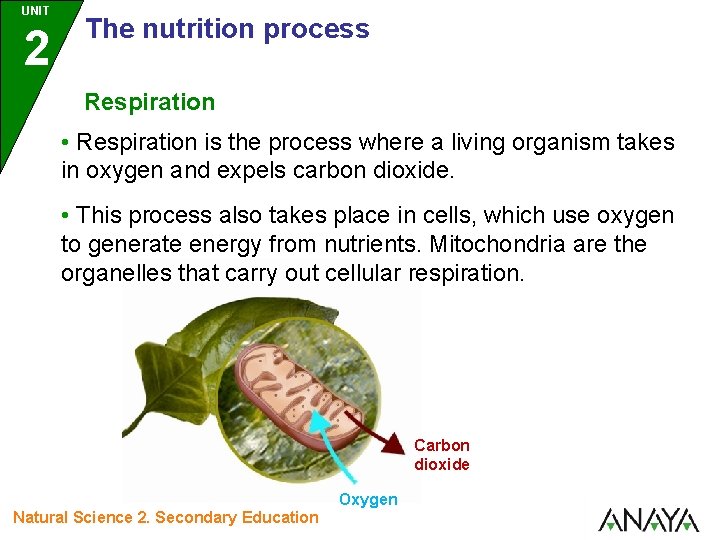 UNIT 2 The nutrition process Respiration • Respiration is the process where a living