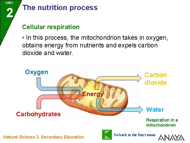 UNIT 2 The nutrition process Cellular respiration • In this process, the mitochondrion takes