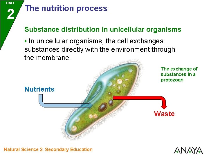 UNIT 2 The nutrition process Substance distribution in unicellular organisms • In unicellular organisms,