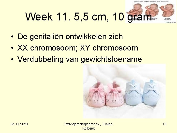 Week 11. 5, 5 cm, 10 gram • De genitaliën ontwikkelen zich • XX