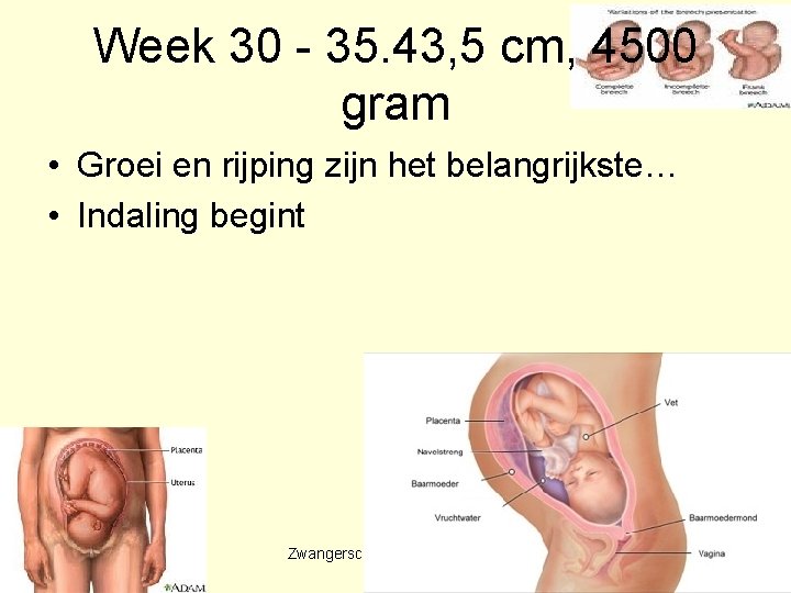 Week 30 - 35. 43, 5 cm, 4500 gram • Groei en rijping zijn