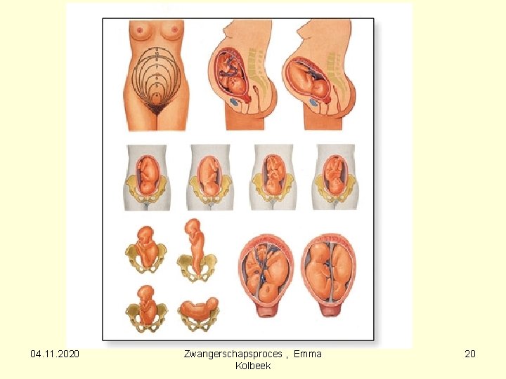04. 11. 2020 Zwangerschapsproces , Emma Kolbeek 20 