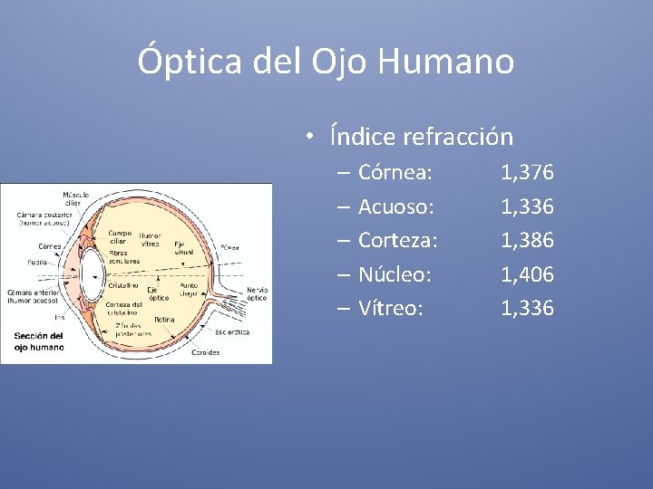 Óptica del Ojo Humano • Índice refracción – Córnea: – Acuoso: – Corteza: –