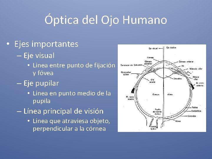 Óptica del Ojo Humano • Ejes importantes – Eje visual • Línea entre punto