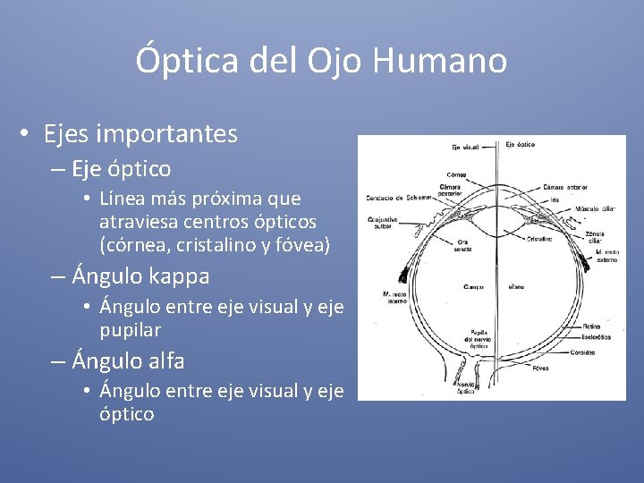 Óptica del Ojo Humano • Ejes importantes – Eje óptico • Línea más próxima