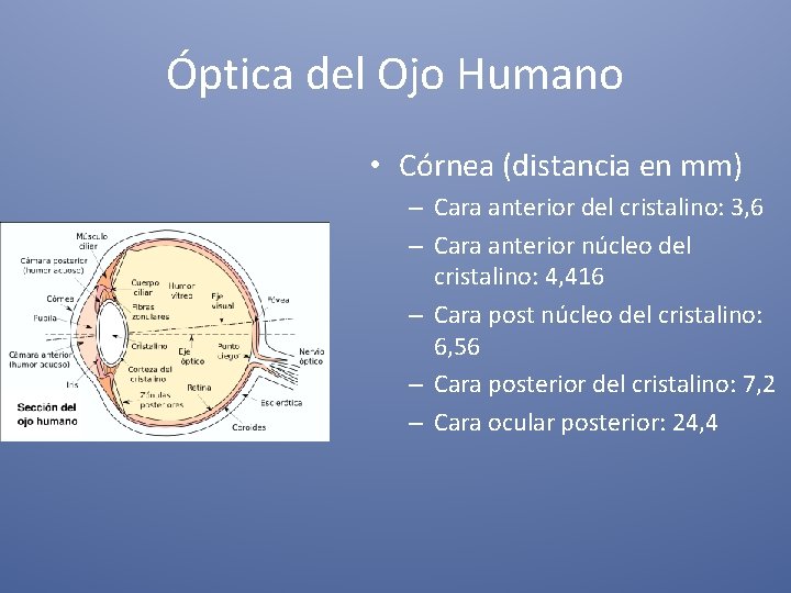 Óptica del Ojo Humano • Córnea (distancia en mm) – Cara anterior del cristalino: