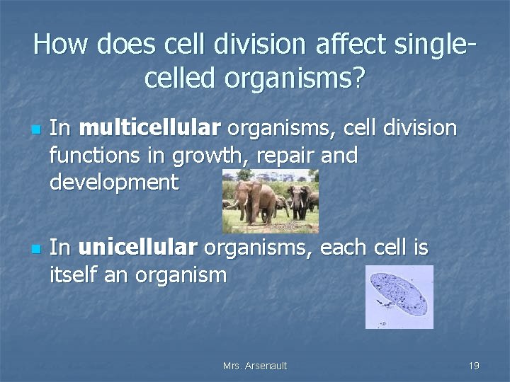How does cell division affect singlecelled organisms? n n In multicellular organisms, cell division