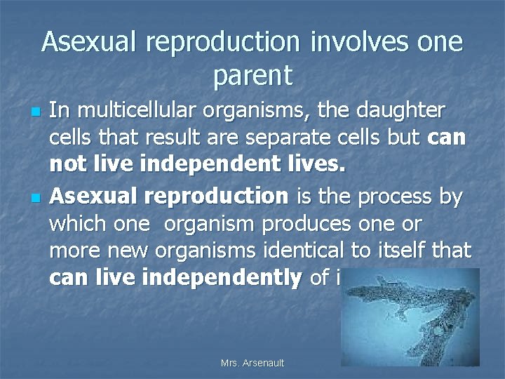 Asexual reproduction involves one parent n n In multicellular organisms, the daughter cells that