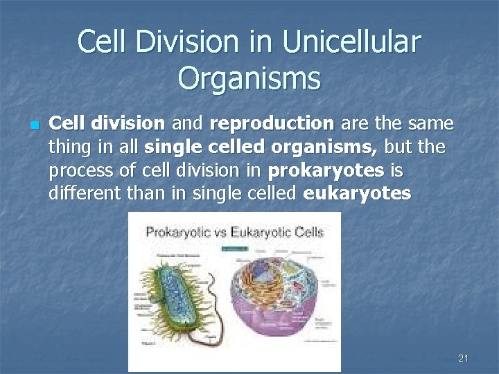 Cell Division in Unicellular Organisms n Cell division and reproduction are the same thing