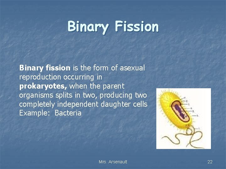 Binary Fission Binary fission is the form of asexual reproduction occurring in prokaryotes, when