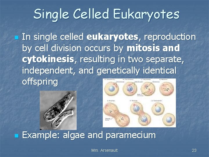 Single Celled Eukaryotes n n In single celled eukaryotes, reproduction by cell division occurs