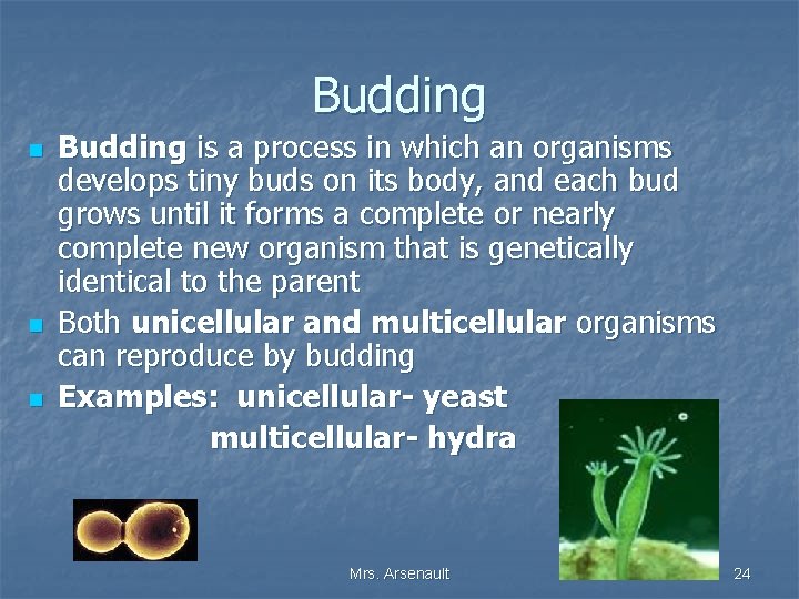 Budding n n n Budding is a process in which an organisms develops tiny
