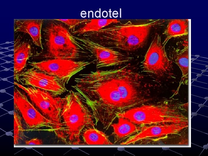 endotel endotel
