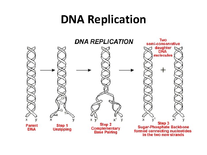 DNA Replication 