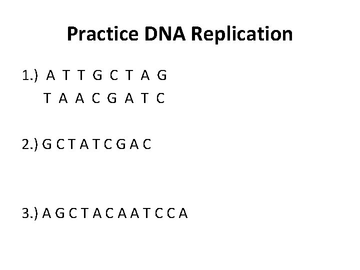 Practice DNA Replication 1. ) A T T G C T A G T