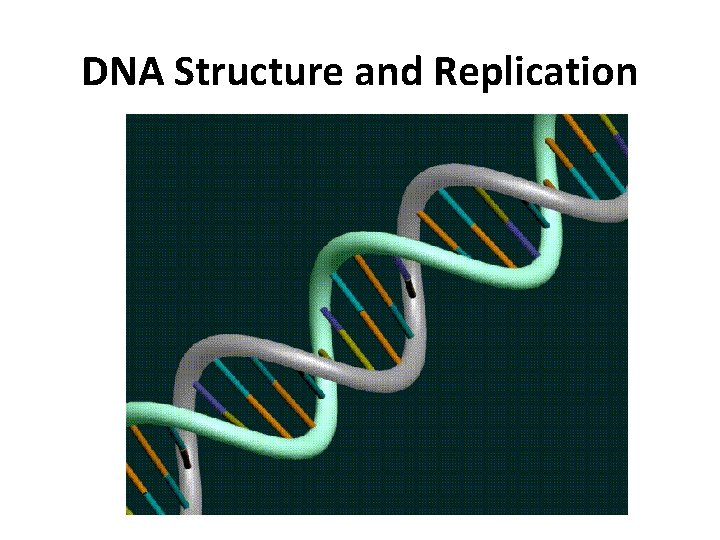 DNA Structure and Replication 