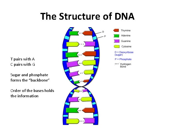 The Structure of DNA T pairs with A C pairs with G Sugar and